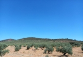Land with storage building for sale on España, Cáceres, ref: TR296537 photo