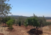 Land with storage building for sale on España, Cáceres, ref: TR296537 photo