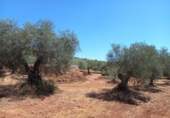 Land with storage building for sale on España, Cáceres, ref: TR296537 photo