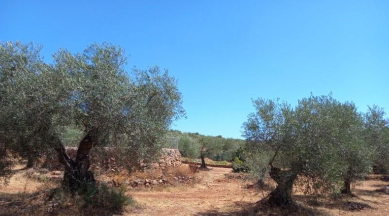 Cáceres - Cáceres - 106000m2