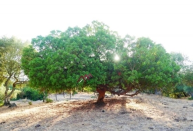 Foto 13
