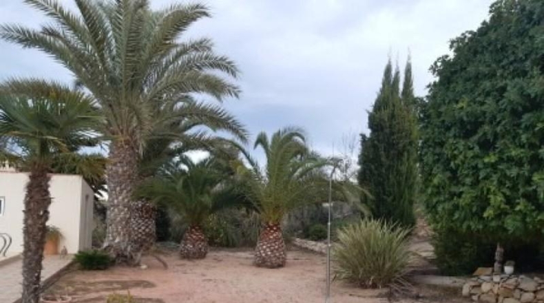 Alicante - Monóvar - 11000m2