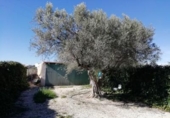 Chalet independiente con terreno en venta en la España, Monóvar, ref: TR146061 foto
