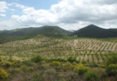 Chalet independiente con terreno en venta en la España, Lorca, ref: TR142124 foto