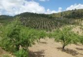 Chalet independiente con terreno en venta en la España, Lorca, ref: TR142124 foto