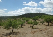 Chalet independiente con terreno en venta en la España, Lorca, ref: TR142124 foto