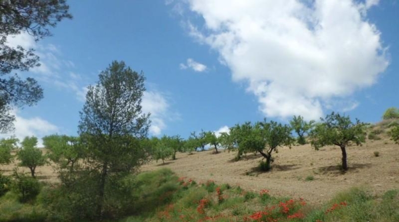 Murcia - Lorca - 500m2