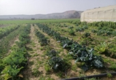 Xalet independent amb terreny en venda a la España, Encinarejo de Córdoba, ref.: TR143295 foto