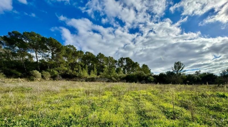 Balearic Islands - Lloret de Vistalegre - 22240m2