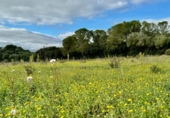 Non-developable land for sale on España, Lloret de Vistalegre, ref: TR236057 photo