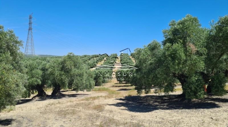 Córdoba - Lucena - 180000m2