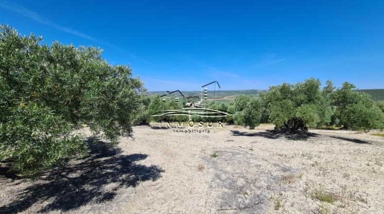 Córdoba - Lucena - 180000m2