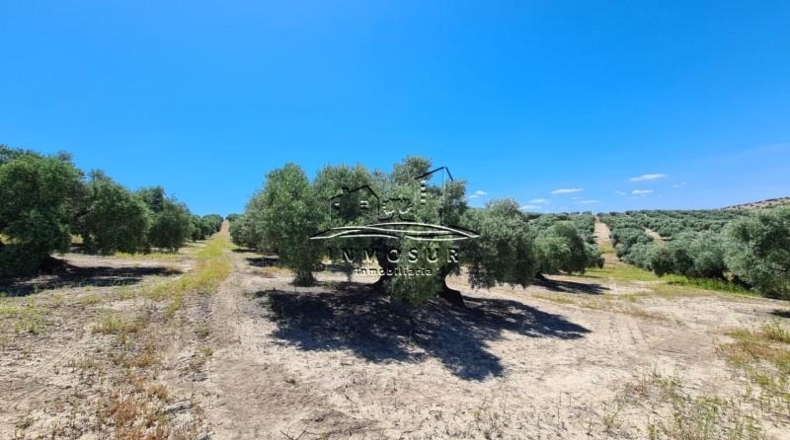 Córdoba - Lucena - 180000m2
