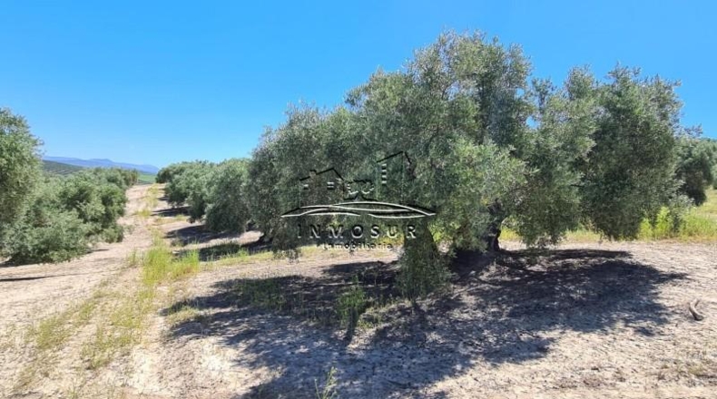 Córdoba - Lucena - 180000m2