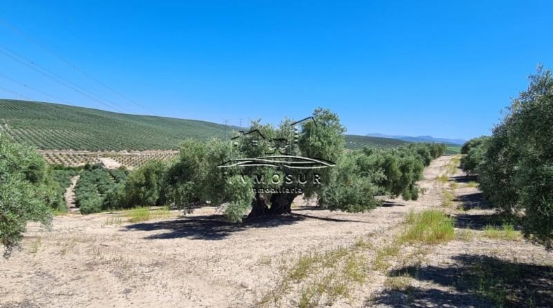 Córdoba - Lucena - 180000m2