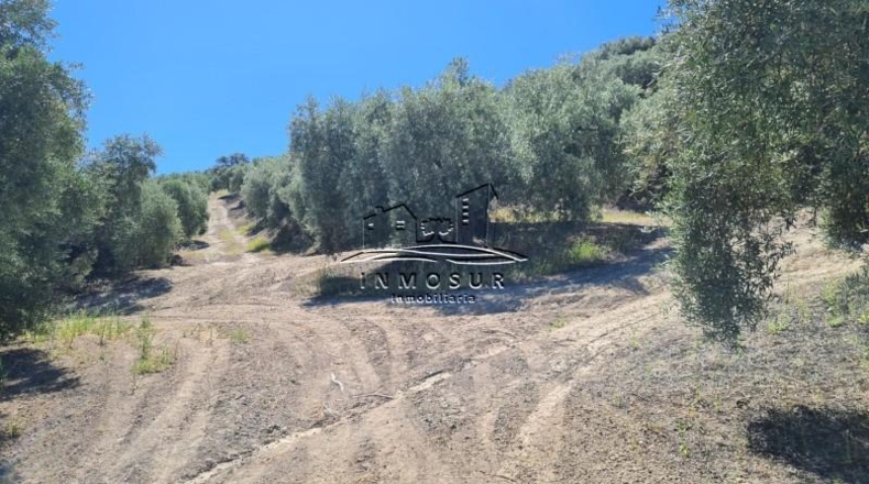 Córdoba - Lucena - 180000m2