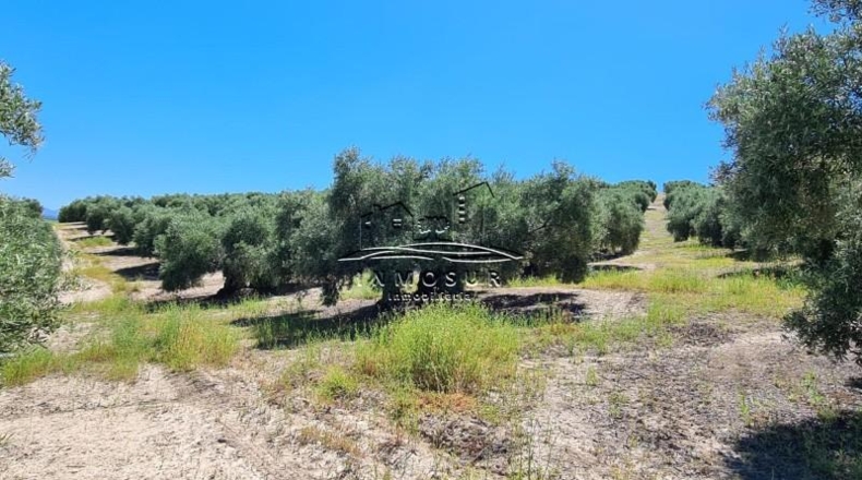 Córdoba - Lucena - 180000m2