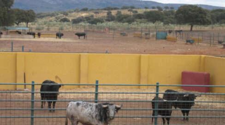 Comunidad de Madrid - Torrejón de Ardoz - 50000m2