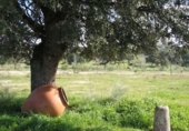 Land suitable for development for sale on España, Torrejón el Rubio, ref: TR327200 photo