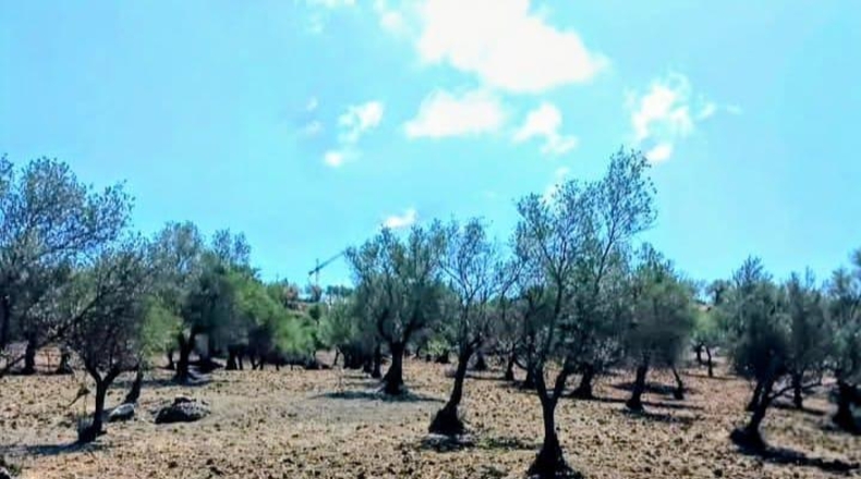Málaga - Coín - 22349m2