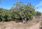 Xalet independent amb terreny en venda a la España, el Fondó dels Frares, ref.: TR152000 foto