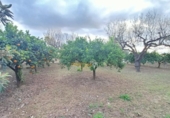 Casa de camp amb terreny en venda a la España, Elx, ref.: TR141796 foto