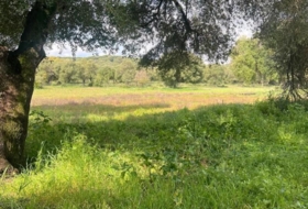 Vejer de la Frontera 38000&nbsp;m² 