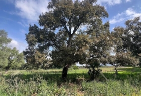 Vejer de la Frontera 38000&nbsp;m² 