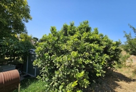 Casares 3000&nbsp;m²