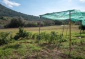 Chalet independiente con terreno en venta en la España, Olivella, ref: TR278214 foto
