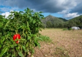 Chalet independiente con terreno en venta en la España, Olivella, ref: TR278214 foto