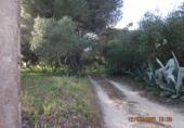 Casa de camp amb terreny en venda a la España, Barbate, ref.: TR134596 foto