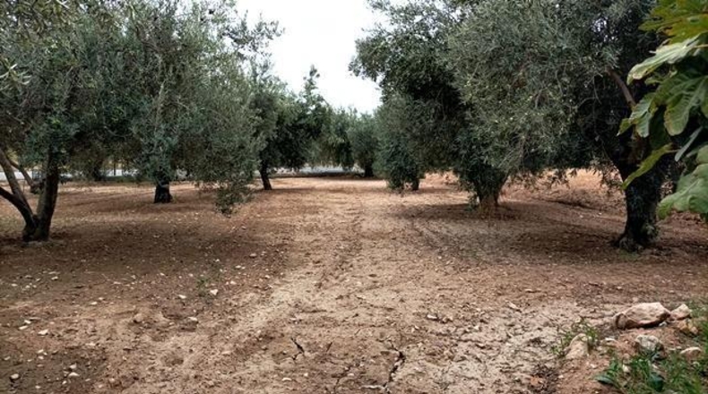 Alicante - Sant Vicent del Raspeig - 14000m2