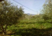 Chalet independiente con terreno en venta en la España, Aspe, ref: TR317376 foto