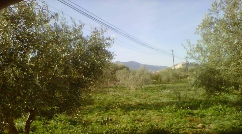 Alicante - Aspe - 9600m2