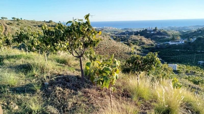 Málaga - Almayate Alto - 30000m2