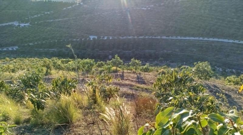 Málaga - Almayate Alto - 30000m2