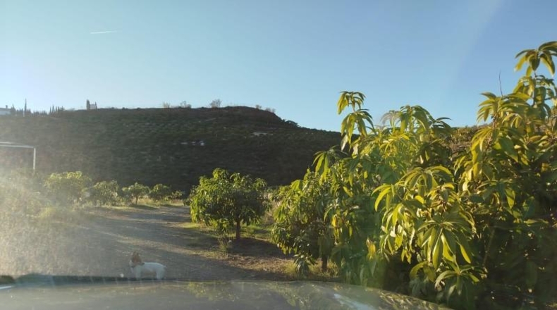 Málaga - Almayate Alto - 30000m2
