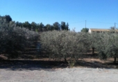Casa de camp amb terreny en venda a la España, Lorca, ref.: TR275982 foto