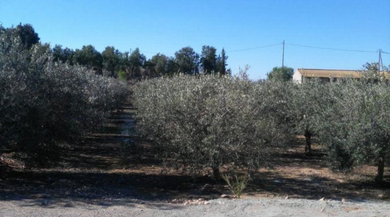 Murcia - Lorca - 8000m2