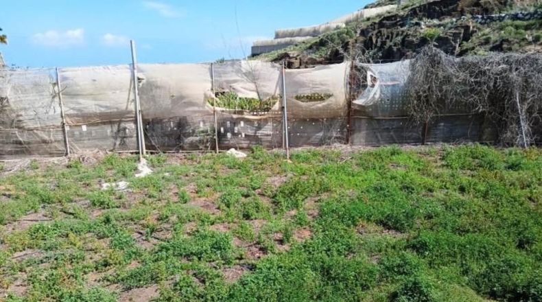 Santa Cruz de Tenerife - Buenavista del Norte - 10488m2