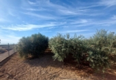 Terreny no urbanitzable en venda a la España, Fuente Álamo, ref.: TR121651 foto