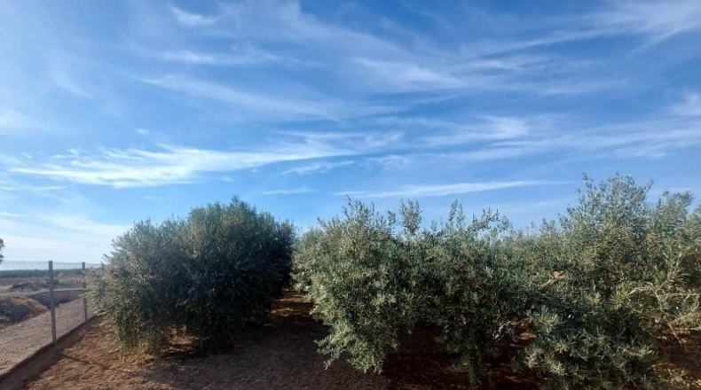 Múrcia - Fuente Álamo de Murcia - 5000m2