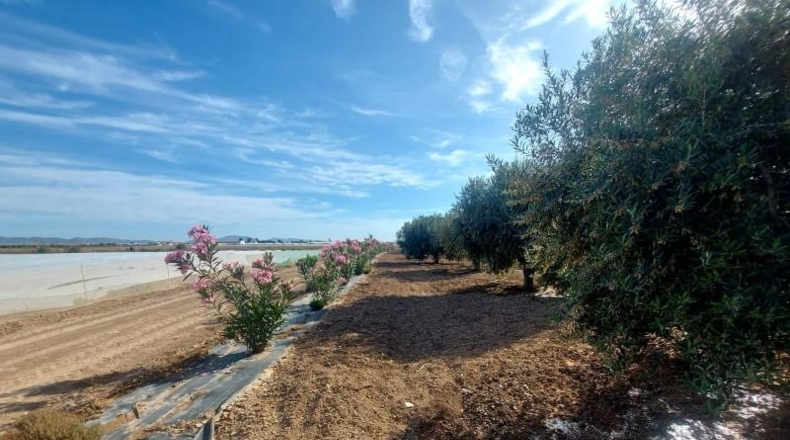 Múrcia - Fuente Álamo de Murcia - 5000m2