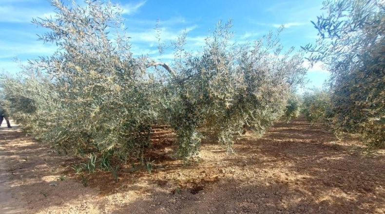 Múrcia - Fuente Álamo de Murcia - 5000m2