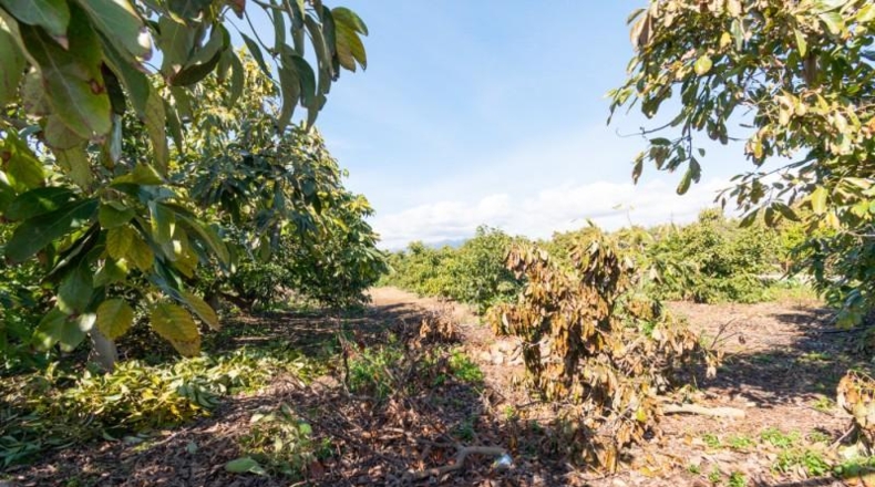 Málaga - Mijas - 4040m2