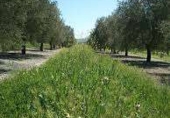 Non-developable land for sale on España, Villanueva de la Reina, ref: TR306858 photo