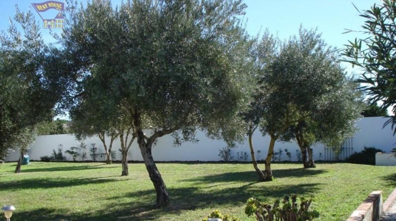 Cádiz - Arcos de la Frontera - 1288m2