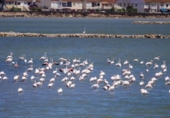 Sòl urbà en venda a la España, San Pedro del Pinatar, ref.: TR330245 foto