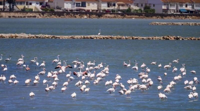 Murcia - San Pedro del Pinatar - 1106m2